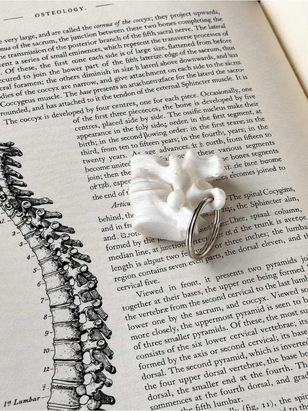 Minimal White Anatomy Keyring - Women Jewelry